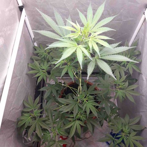 Green Gelato Automatic growlog timeline photo