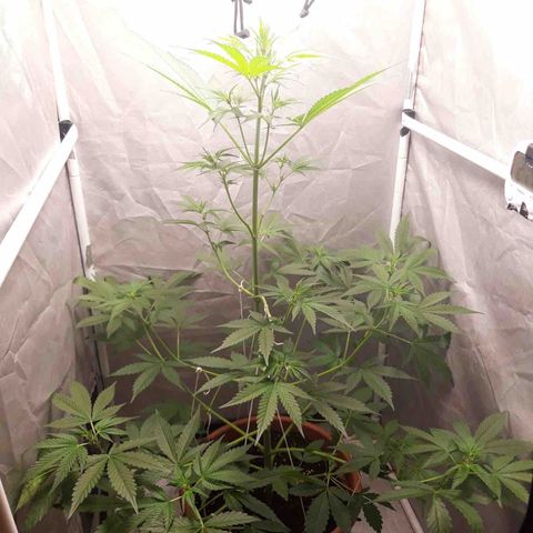 Green Gelato Automatic growlog timeline photo