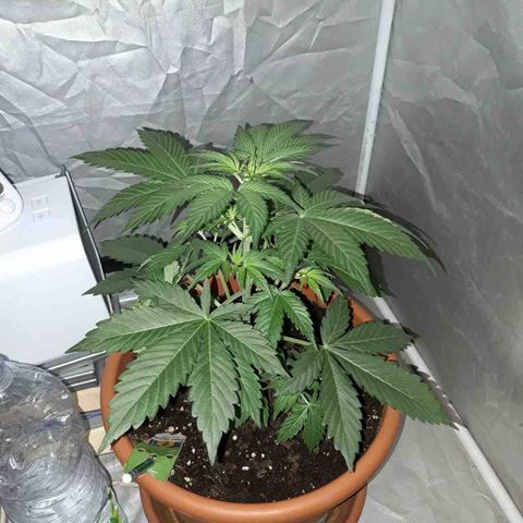 Green Gelato Automatic growlog timeline photo