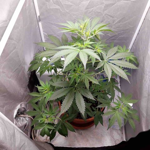 Green Gelato Automatic growlog timeline photo