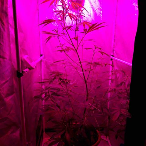 Green Gelato Automatic growlog timeline photo
