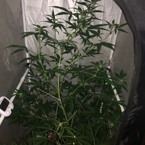 Green Gelato Automatic growlog timeline photo
