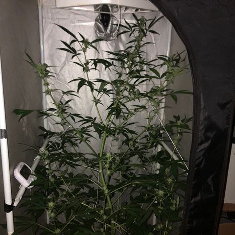 Green Gelato Automatic growlog timeline photo