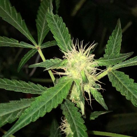 Green Gelato Automatic growlog timeline photo
