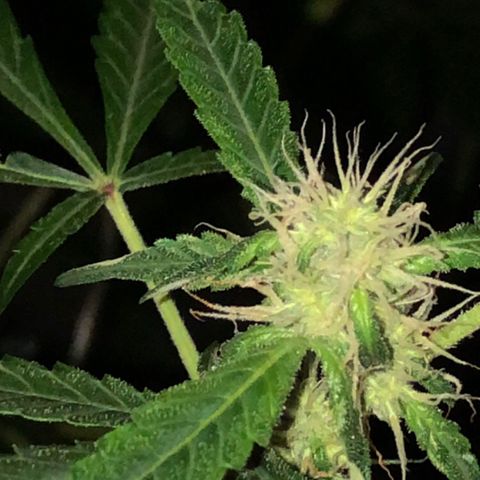 Green Gelato Automatic growlog timeline photo