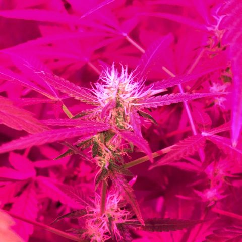 Green Gelato Automatic growlog timeline photo