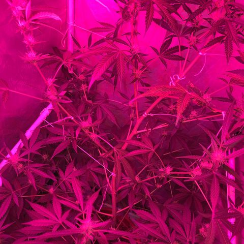 Green Gelato Automatic growlog timeline photo