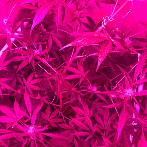 Green Gelato Automatic growlog timeline photo
