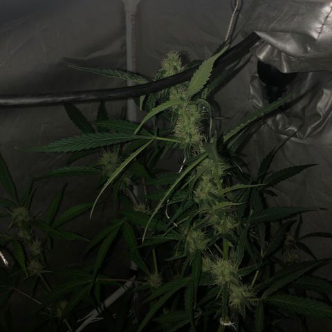 Green Gelato Automatic growlog timeline photo