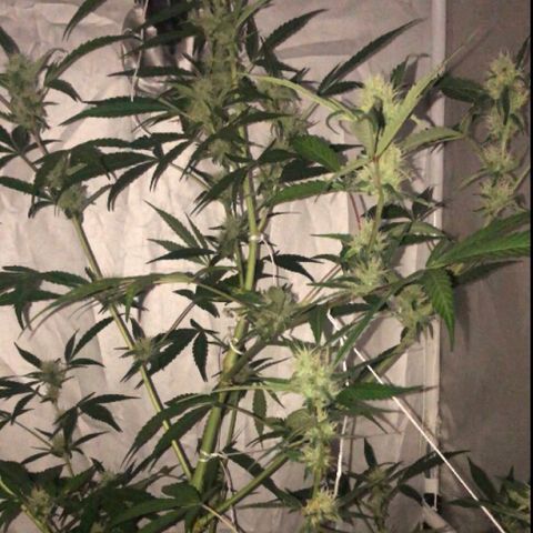Green Gelato Automatic growlog timeline photo