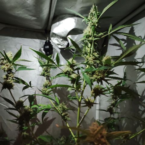 Green Gelato Automatic growlog timeline photo