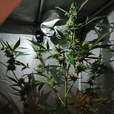 Green Gelato Automatic growlog timeline photo
