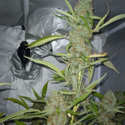 Green Gelato Automatic growlog photo: The last day