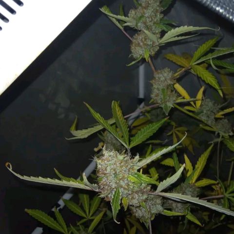 Green Gelato Automatic growlog photo: The last day