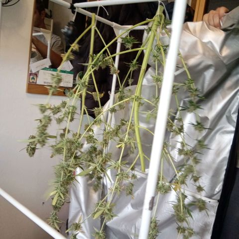 Green Gelato Automatic growlog photo: Cutting