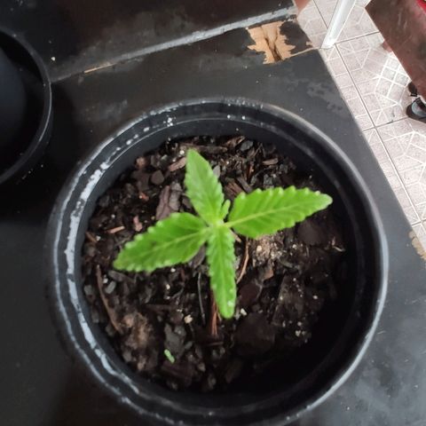 Azulina growlog timeline photo