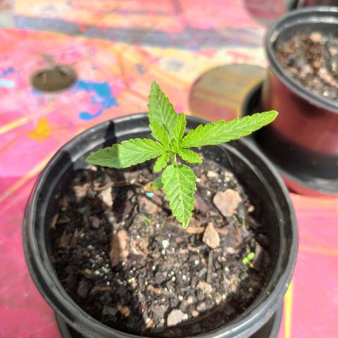 Azulina growlog timeline photo
