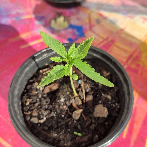 Azulina growlog timeline photo