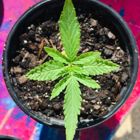 Azulina growlog timeline photo