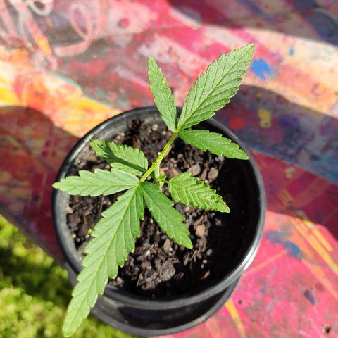 Azulina growlog timeline photo