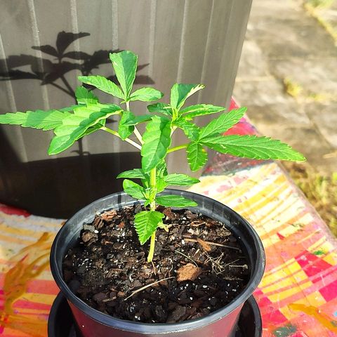 Azulina growlog photo: Feito poda topping no dia a terior