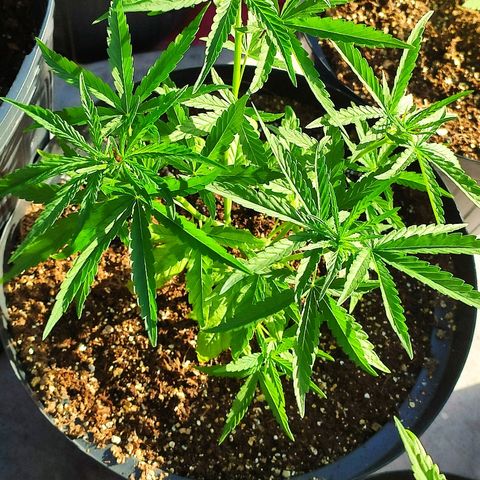 Azulina growlog timeline photo