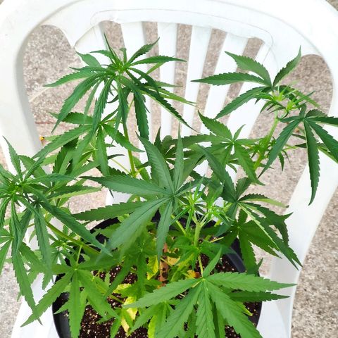 Azulina growlog timeline photo