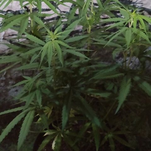 Azulina growlog photo: Night