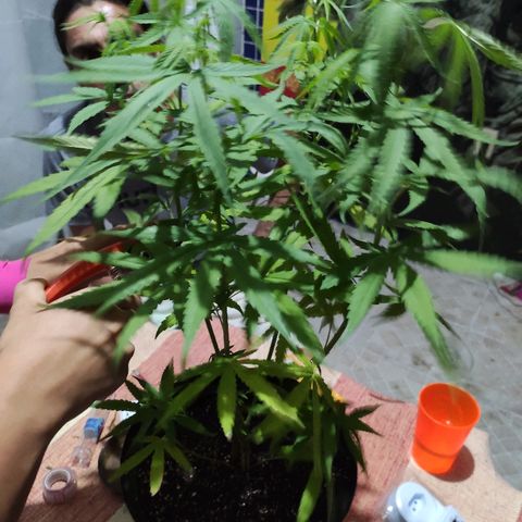 Azulina growlog timeline photo