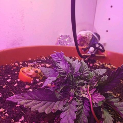 Auto Jack Diesel Bulk growlog photo: LST 