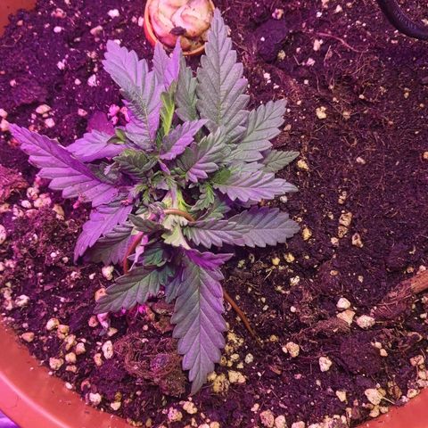 Auto Jack Diesel Bulk growlog photo: LST 