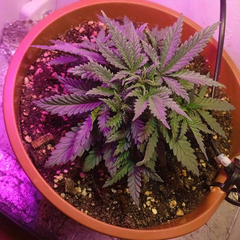 Auto Jack Diesel Bulk growlog photo: For this day look good?
