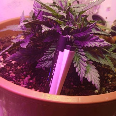 Auto Jack Diesel Bulk growlog photo: For this day look good?