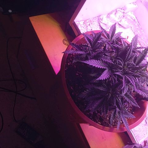 Auto Jack Diesel Bulk growlog timeline photo