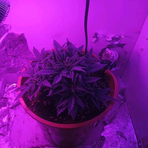 Auto Jack Diesel Bulk growlog timeline photo