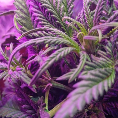 Auto Jack Diesel Bulk growlog timeline photo