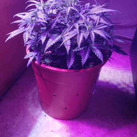 Auto Jack Diesel Bulk growlog timeline photo