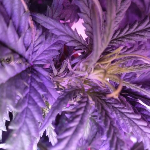 Auto Jack Diesel Bulk growlog timeline photo