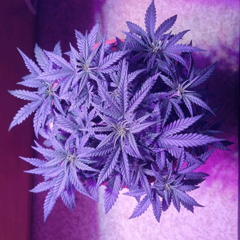 Auto Jack Diesel Bulk growlog timeline photo