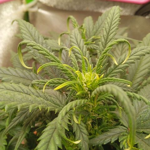 Auto Jack Diesel Bulk growlog timeline photo