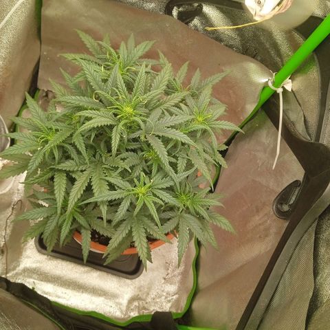 Auto Jack Diesel Bulk growlog timeline photo