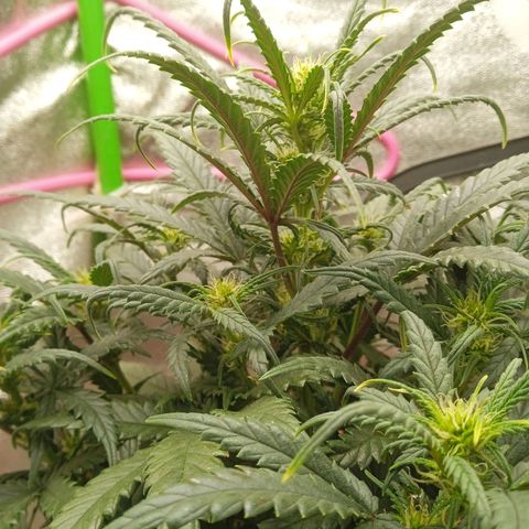 Auto Jack Diesel Bulk growlog timeline photo