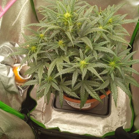 Auto Jack Diesel Bulk growlog timeline photo