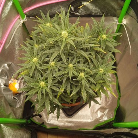 Auto Jack Diesel Bulk growlog timeline photo