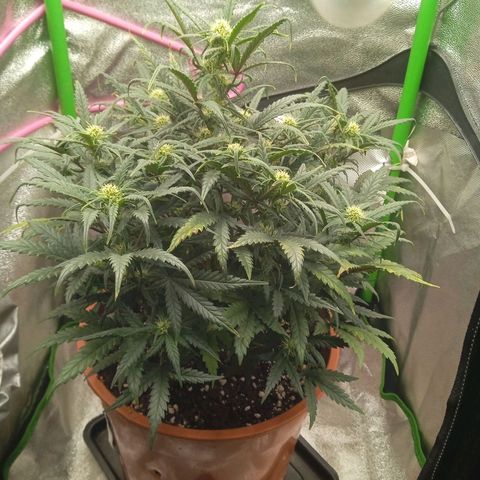 Auto Jack Diesel Bulk growlog timeline photo