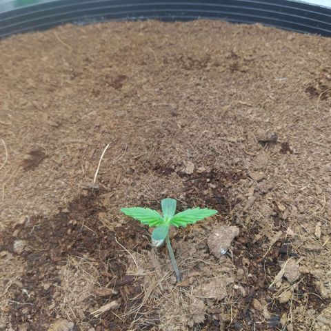 Northern Lights Auto growlog timeline photo