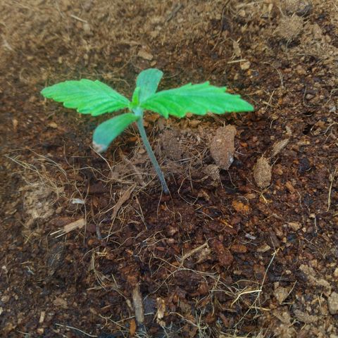 Northern Lights Auto growlog timeline photo