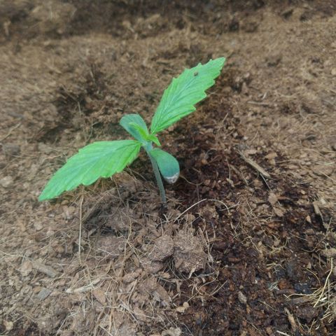 Northern Lights Auto growlog timeline photo