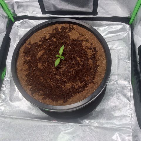 Northern Lights Auto growlog timeline photo