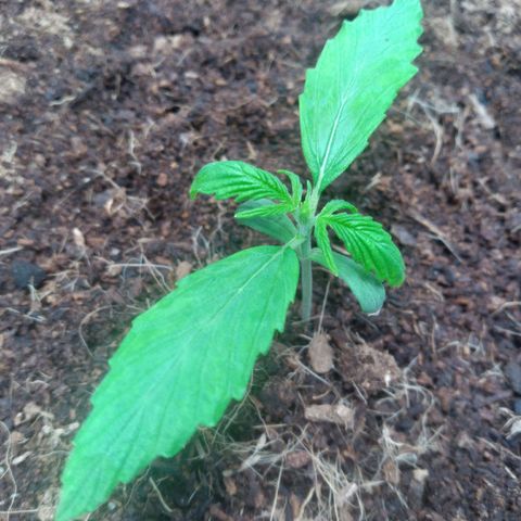 Northern Lights Auto growlog timeline photo